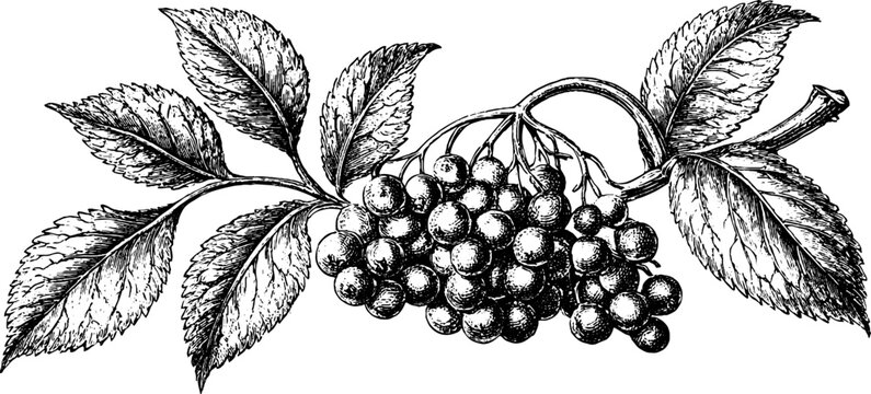 Antique engraved elderberry botanical illustration with berries and leaves for natural background and label design