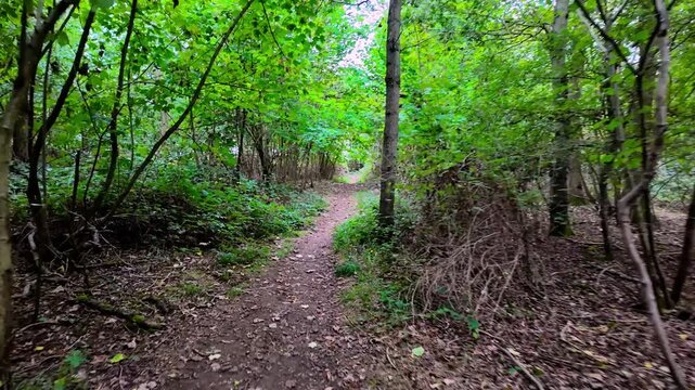 along a narrow earth path through a dense, closed-in woodland thicket, with slender young trees and bramble pressing in on both sides and leaf litter covering the ground