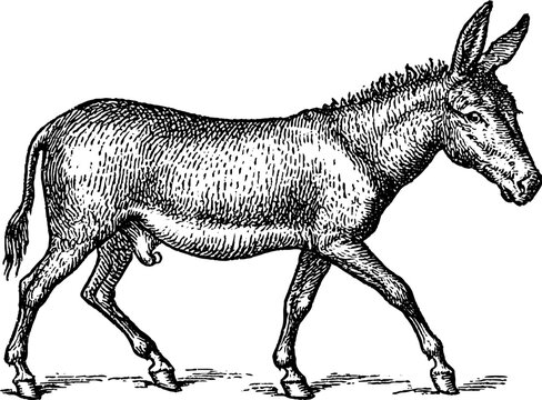 Antique mule engraving of a walking mule isolated on white background for vintage animal study plate and rustic design elements