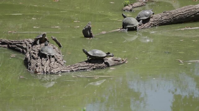 Wild turtles rest on wooden logs in a green pond