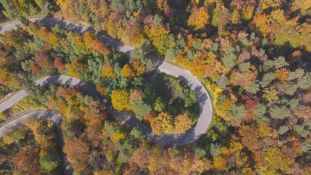 AERIAL TOP DOWN: Winding road looping through colourful autumn forest. Golden, orange and green treetops surround the sharp bends, while a few cars add a quiet sense of movement through countryside.