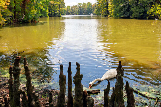 A white swan feeding in a calm lake surrounded by prominent cypress knees at Swan Lake Iris Gardens in Sumter, South Carolina. 