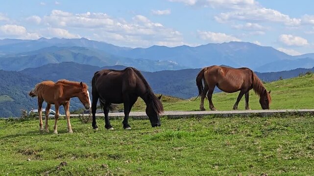 Brown Horse Grazing in a Mountain Valley of Picos de Europa Asturias
