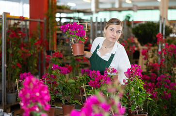 Flower shop woman employee works at wholesale plant warehouse, sorting and inspecting goods. Indoor and outdoor plants, gardening products, blooming bougainvillea in assortment, various colors . © JackF