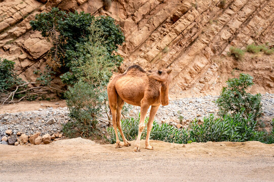 Dromedary camel standing on a dusty road beside a dry riverbed with a rocky mountain backdrop and sparse green vegetation embodying the spirit of desert travel and North African landscapes