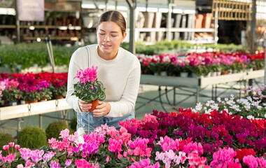 Fototapeta premium Woman in sweater holding pot with Cyclomen plant in her hands while standing at the table with plants in the garden store