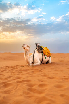 White dromedary camel sitting on vast orange sand dunes under a glowing blue and orange sky at golden hour peaceful and ready for the next desert journey