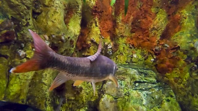Footage of fish swimming in a tank at the South Carolina Aquarium in Charleston South Carolina USA