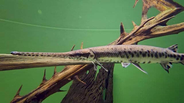 Footage of fish swimming in a tank at the South Carolina Aquarium in Charleston South Carolina USA
