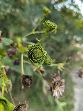 A compass plant (Silphium laciniatum), a prairie plant found in the Midwest of the USA before the flower color emerges. 