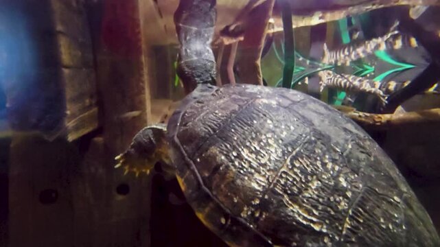 Footage of turtle at the South Carolina Aquarium in Charleston South Carolina USA