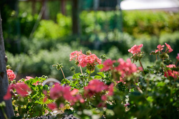 Obraz premium Coral pink pelargonium flowers blooming in a sunny garden with soft bokeh