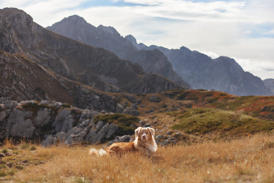 A Nova Scotia Duck Tolling Retriever lies on soft grass surrounded by rocky slopes. The calm posture and wide mountain backdrop convey a sense of freedom.