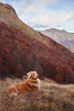 A Nova Scotia Duck Tolling Retriever stands confidently in front of a steep slope covered with red trees. The vertical composition emphasizes forest layers and peak lines.