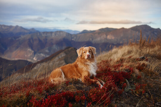 Nova Scotia Duck Tolling Retriever rests beside red alpine plants above a dramatic valley. Colorful fall landscape and distant peaks capture hiking, travel and outdoor adventure.