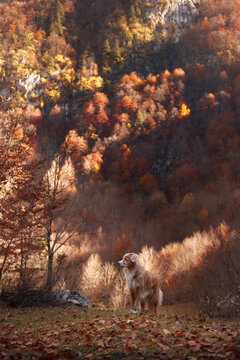 A Nova Scotia Duck Tolling Retriever explores a forest clearing where warm light hits colorful trees and rocky cliffs. The vertical frame emphasizes mountain height.