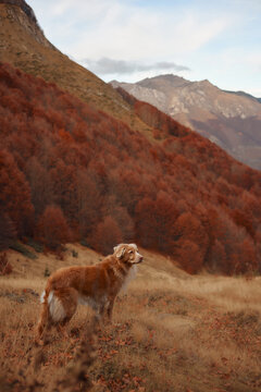 Nova Scotia Duck Tolling Retriever walks across a golden alpine slope beneath colorful woodland. Mountain scenery and rich fall foliage capture outdoor travel and exploration.