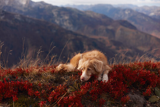 A Nova Scotia Duck Tolling Retriever lies resting among red grass with blue peaks far behind. The frame shows softness and harmony of natural landscape.