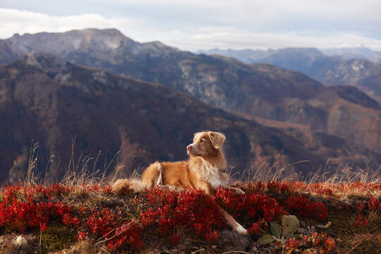 A Nova Scotia Duck Tolling Retriever lies peacefully on a mountain ridge surrounded by red autumn bushes. The distant peaks and cool light emphasize serenity and nature.