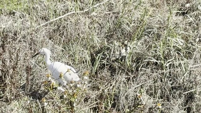 Snowy egret stumbles on its way to a salt marsh pond