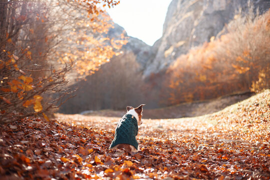 Jack Russell Terrier walks through fallen leaves wearing a warm green sweater. Golden forest and rocky mountains create a scenic fall hiking and travel adventure.