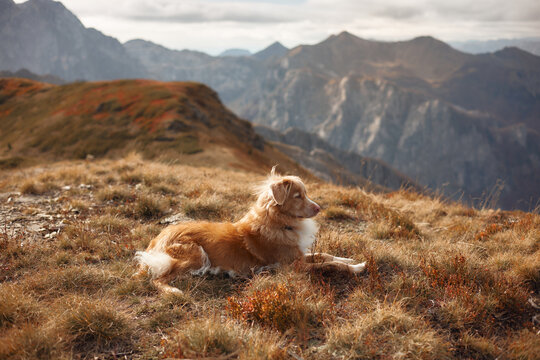 Nova Scotia Duck Tolling Retriever lies on a golden alpine ridge overlooking distant peaks. Warm fall vegetation creates a peaceful hiking and travel adventure setting.