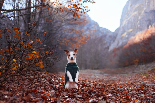 A Jack Russell Terrier in a sweater is positioned in the middle of a wide autumn trail surrounded by fallen leaves and warm forest tones. The framing is symmetrical.