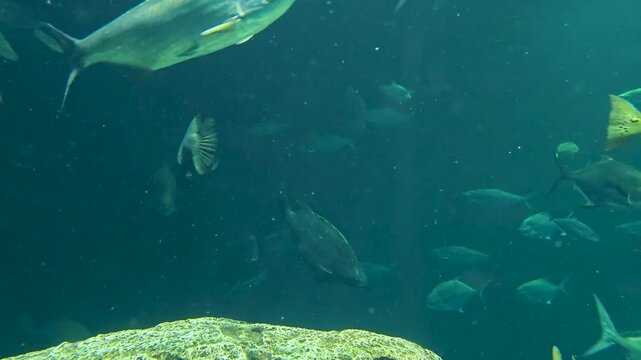 Footage of fish swimming in a tank at the South Carolina Aquarium in Charleston South Carolina USA