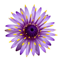 Obraz premium [Transparent Background PNG]Purple Water Lily Flower with Bright Yellow Stamens Isolated on White