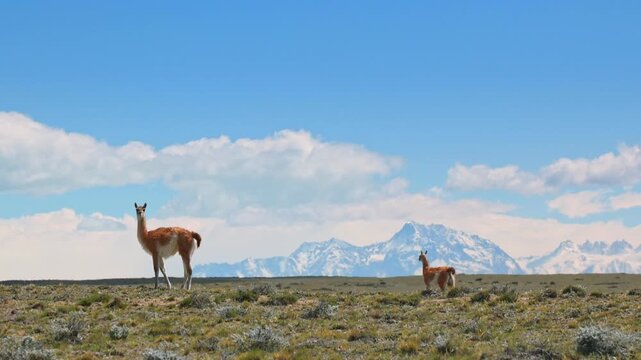 Guanacos grazing in wild Patagonia landscape with snowcapped Andes mountains