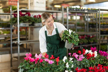 Fototapeta premium Shop woman employee in apron works at wholesale plant warehouse, sorting and inspecting goods. Indoor and outdoor plants, gardening products, blooming cyclamen blossom in assortment, various colors. .