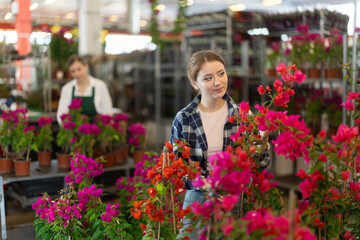 Indoor and outdoor design using plants, growing flowers as hobby, vegetation in interior solutions. Girl works as auxiliary worker in plant store warehouse, review bougainvillea seedling © JackF