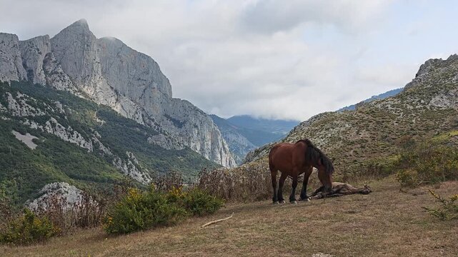 Brown Horse Grazing in a Mountain Valley of Picos de Europa, Astu rias