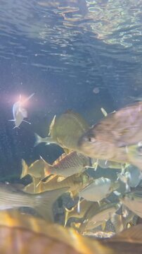 Footage of fish at the South Carolina Aquarium in Charleston South Carolina USA