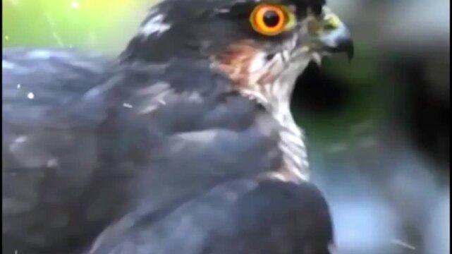 Close up portrait of a Eurasian sparrowhawk with orange eyes in nature