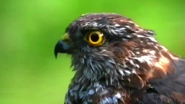 Close up portrait of a sparrowhawk with open beak in a natural environment