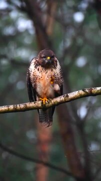 Common buzzard perched on a thin tree branch in a forest setting
