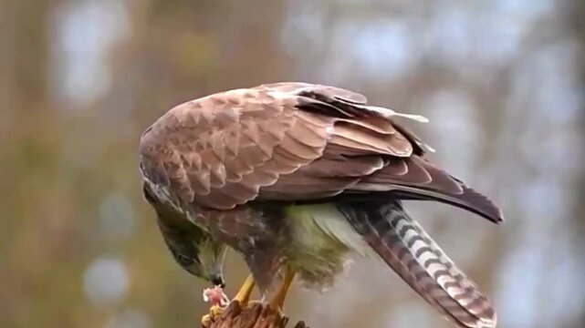 Common buzzard eating prey while perched on a tree branch in the forest