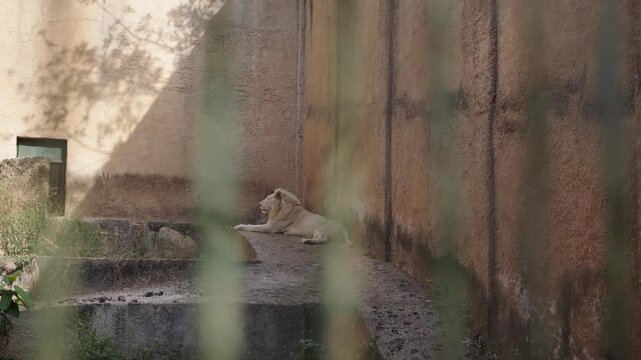 4K LE&Oacute;N EN CAUTIVERIO