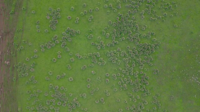 4K LLANO VERDE