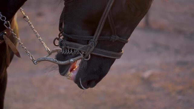 4K MIRADA DE CABALLO