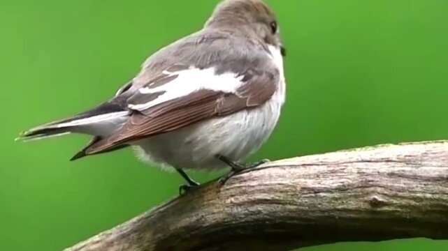 European pied flycatcher perched on a tree branch against a green background