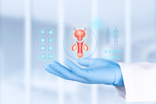 A doctor's hand, gloved in light blue, examines a graph of the prostate and testicles. Concept of urology, male anatomy and reproductive disease detection. Bokeh background. Isolated.