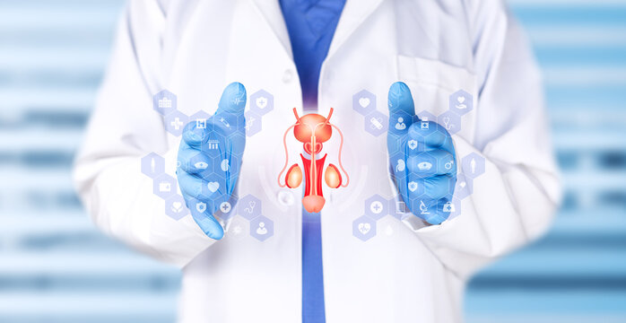 Doctor examining a chart of the prostate, testicles and seminal vesicles. Background with medical technology, reproductive health, urology and anatomy with a soft bokeh effect.