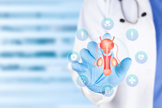 Medical specialist examining a chart of the prostate and male reproductive system for infertility diagnosis, urology and healthcare concept. Isolated on blue bokeh background.