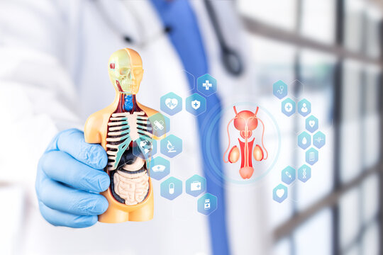 Doctor studying a chart of the prostate and testicles for diagnosis of urological diseases, fertility research and medical concept. Bokeh background.