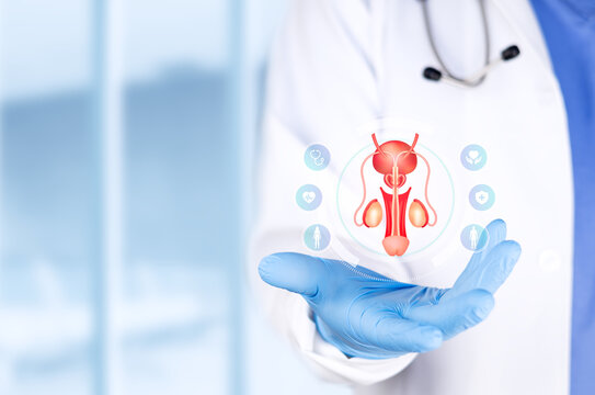 A urology specialist analyzing the male reproductive system and human prostate. Concept of urology, infertility diagnosis and medical research with bokeh background. Isolated with space.