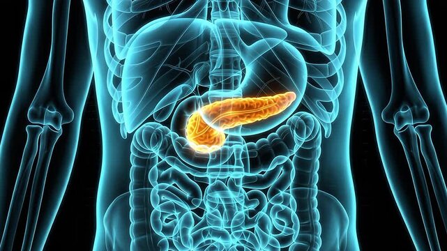 Medical 3D animation showing a glowing orange pancreas highlighted within a translucent blue human body with X-ray anatomy of the digestive system.