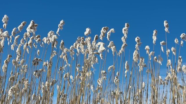 Frozen snow covered reeds sway against the sky.