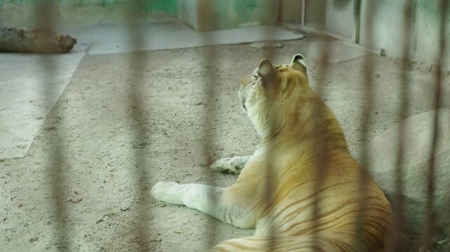 4K TIGRE DE BENGALA EN CAUTIVERIO